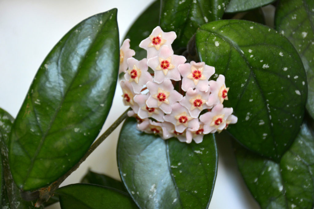 Hoya-Art Carnosa