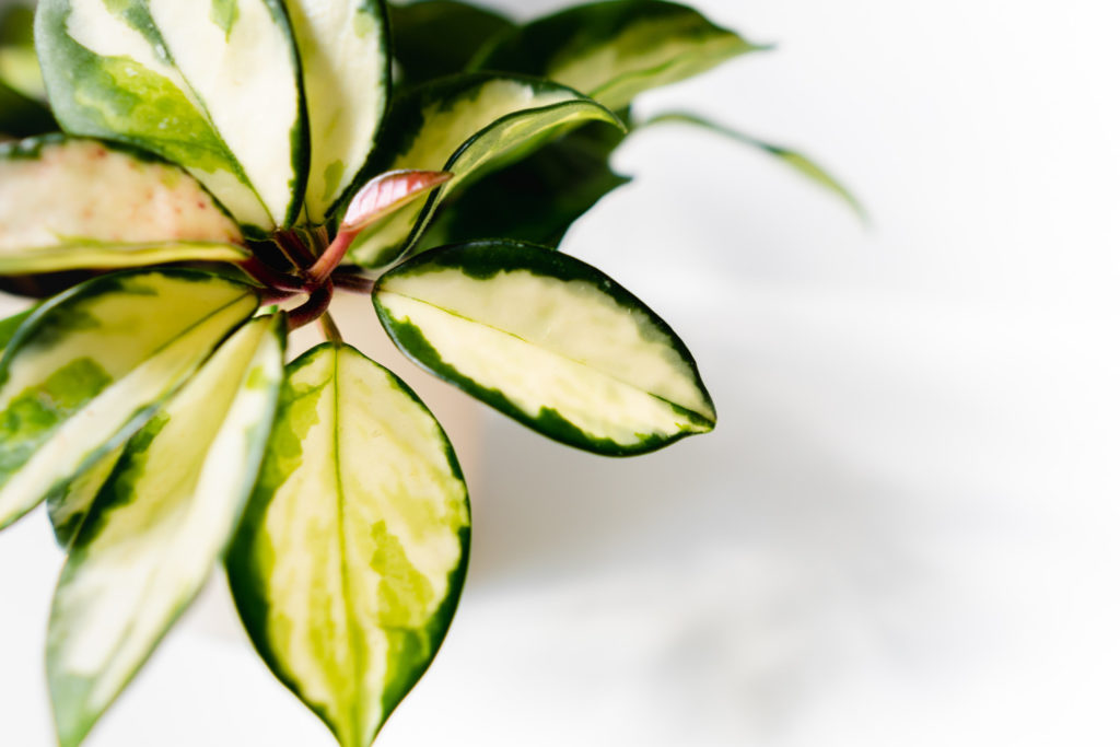 Hoya-Art Carnosa tricolor