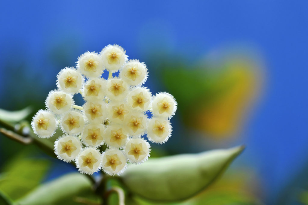 Hoya-Arten lacunosa