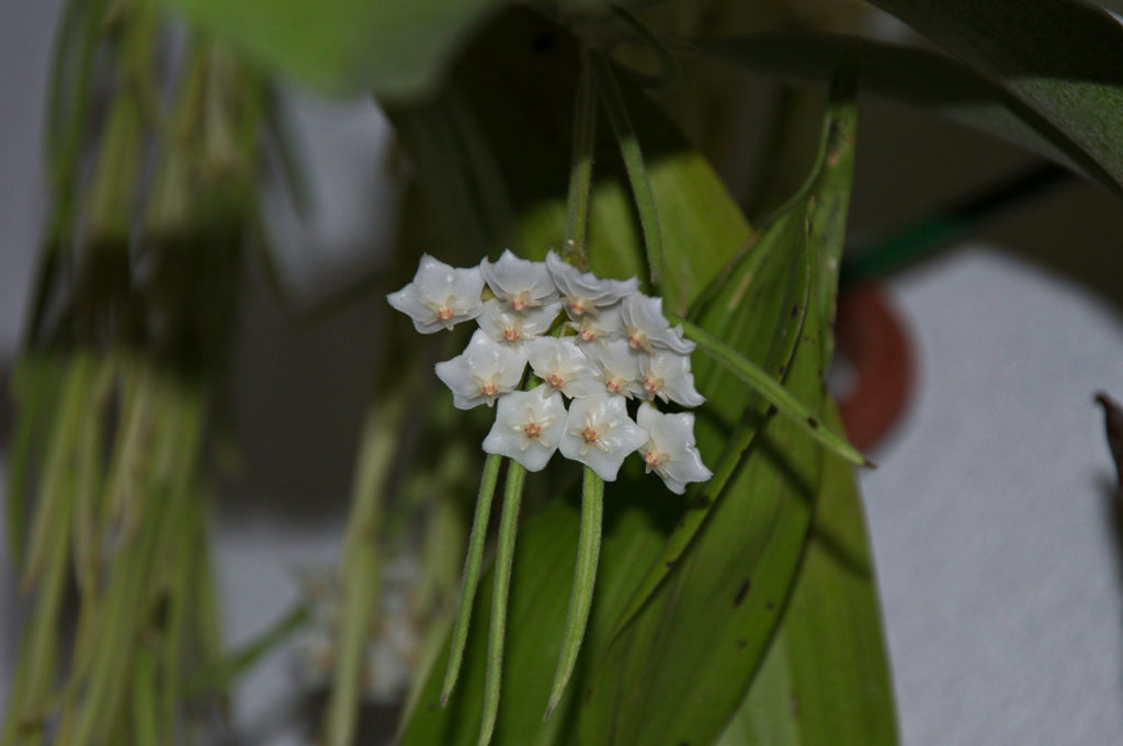 Hoya-Arten linearis