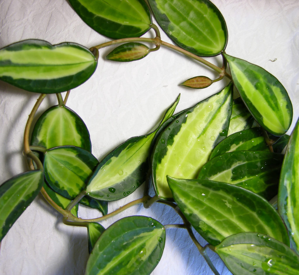 Hoya-Arten macrophylla
