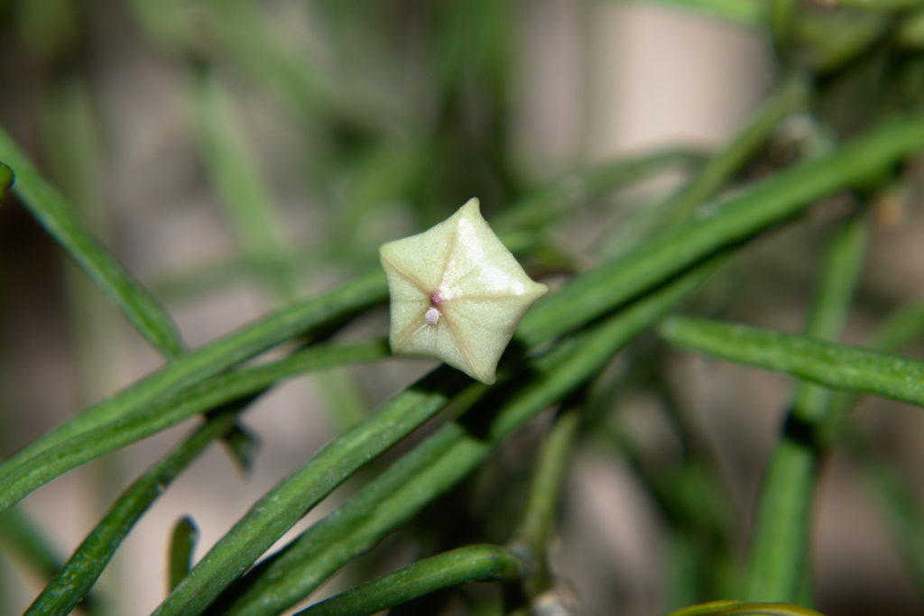 Hoya-Art retusa