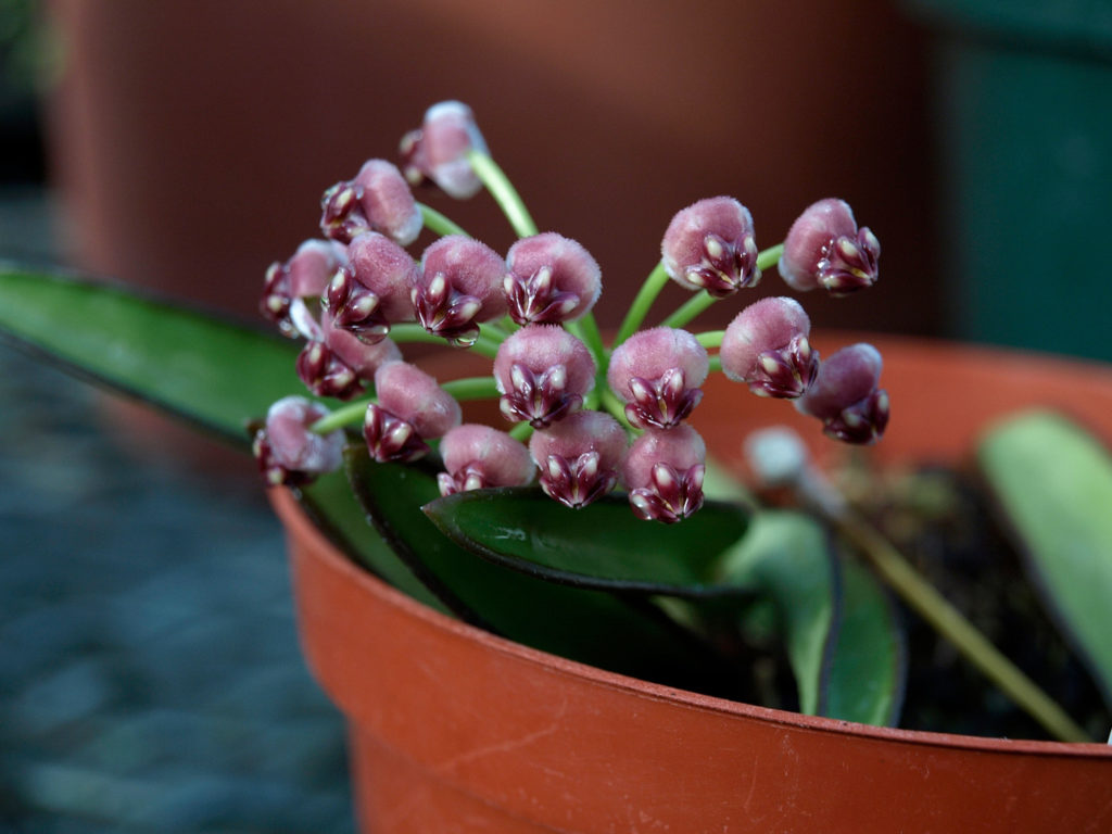 Hoya-Art wayetii