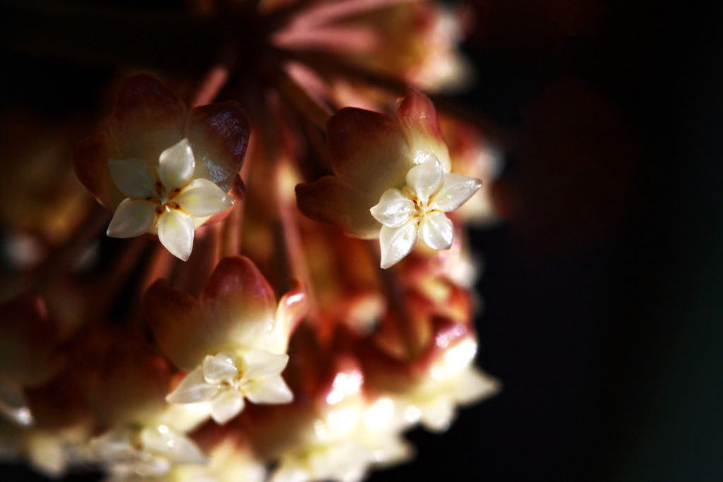 Hoya-Pflege