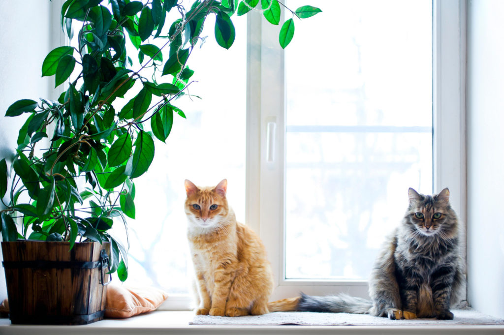 Ist Hoya giftig für Katzen?