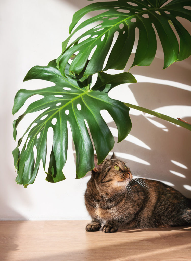 is monstera giftig voor katten