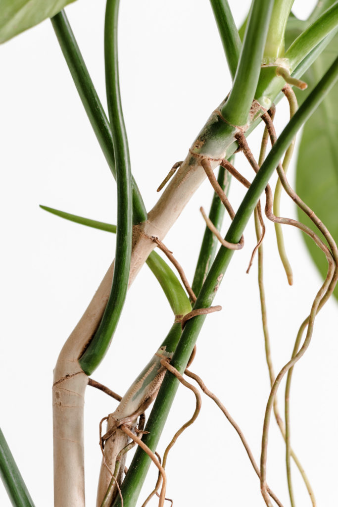Luchtwortels aan de Philodendron Bipennifolium