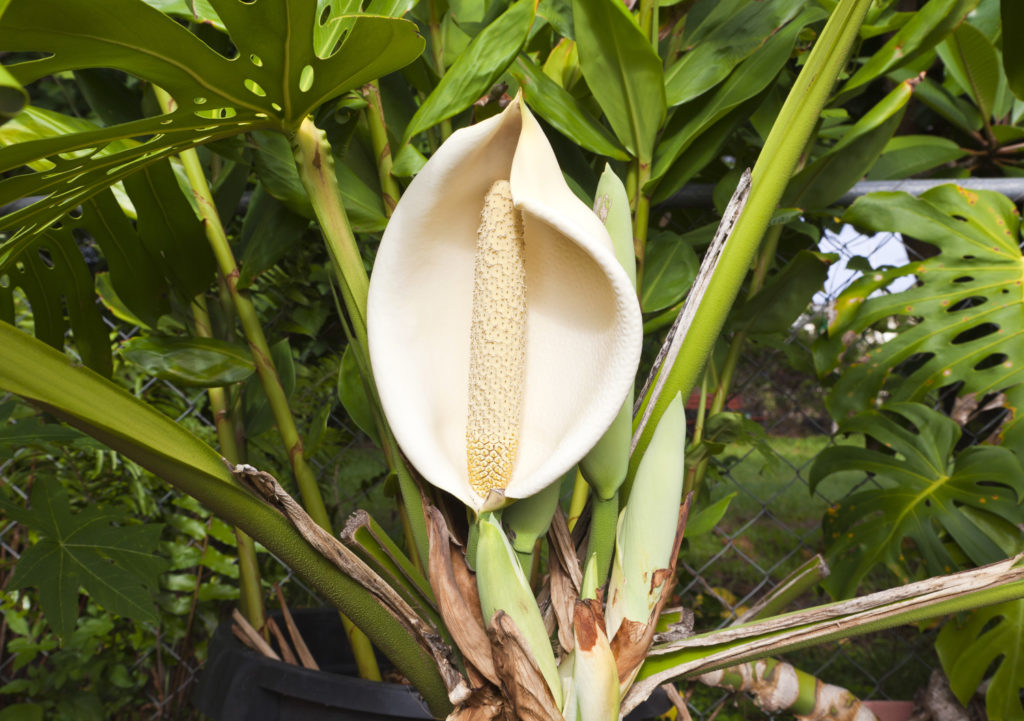 monstera bloem