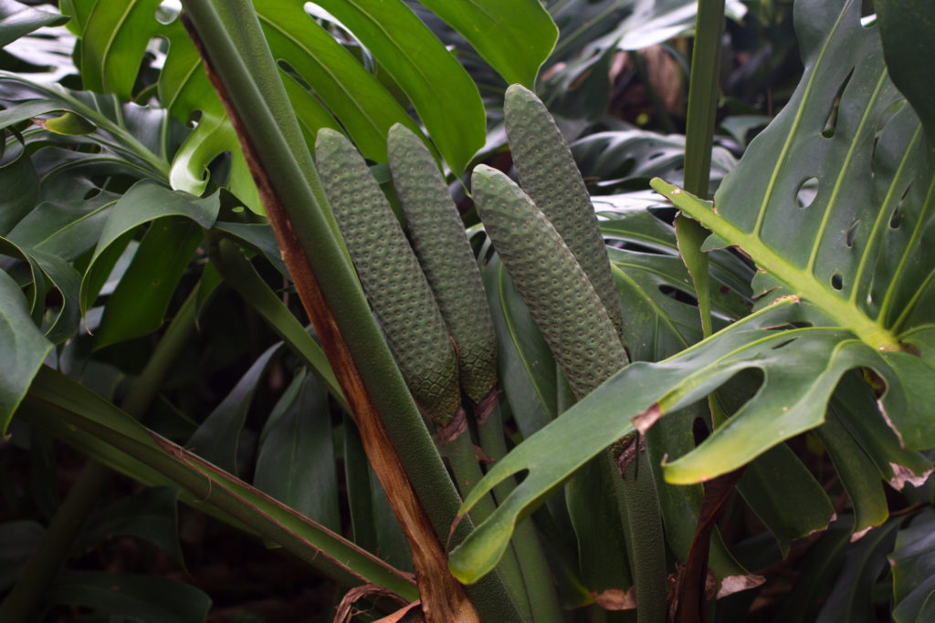 monstera fruit aan de plant