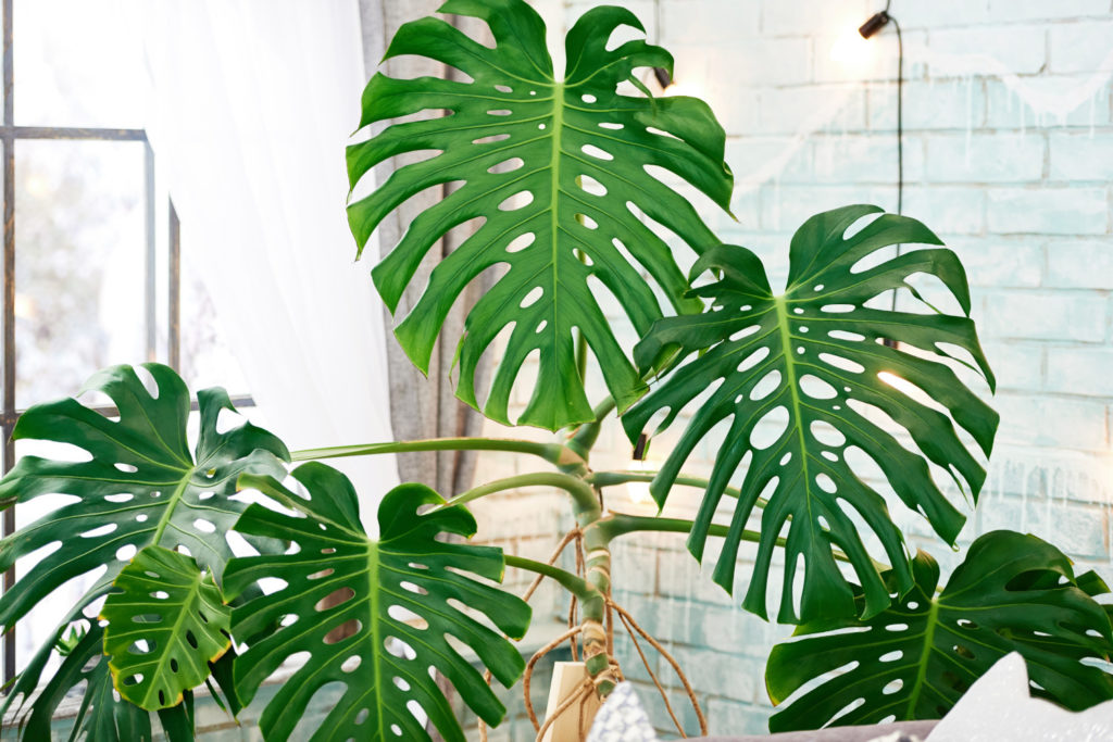 verzorging van de gatenplant