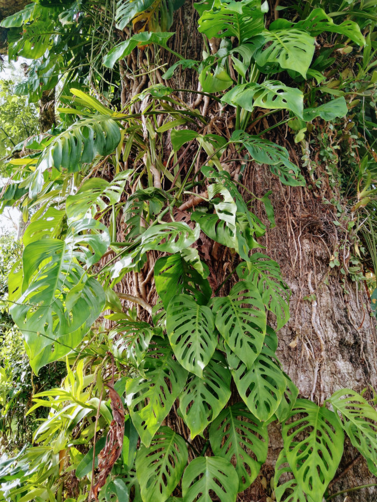 monstera groeiwijze