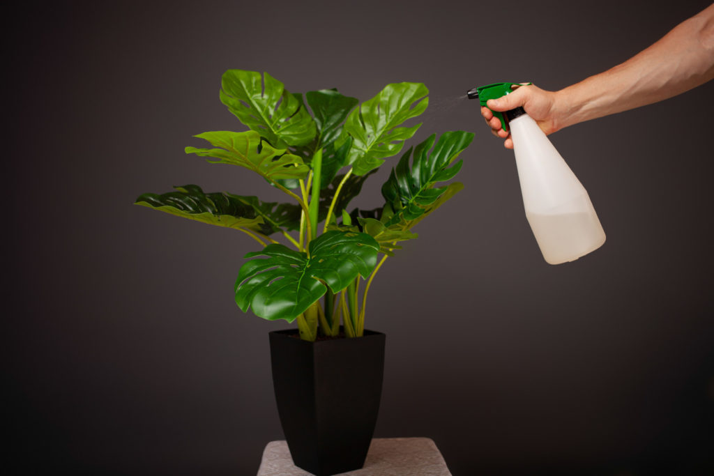 monstera luchtvochtigheid