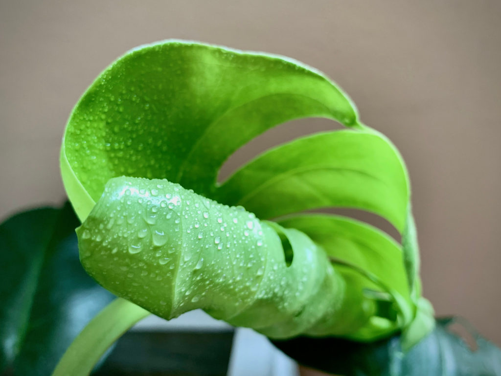 monstera nieuw blad