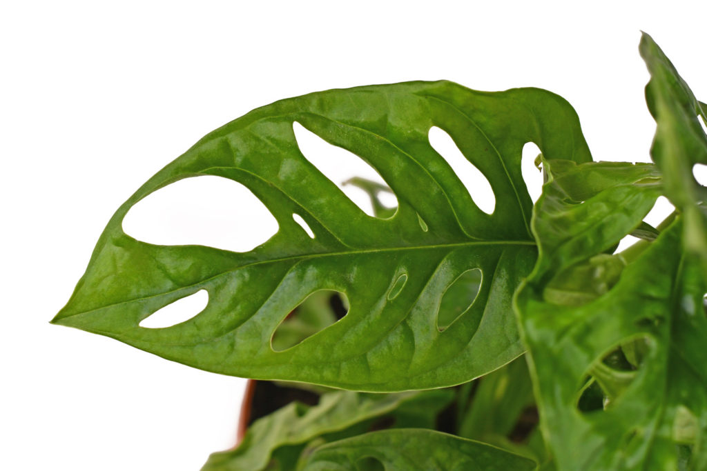 monstera soorten adansonii
