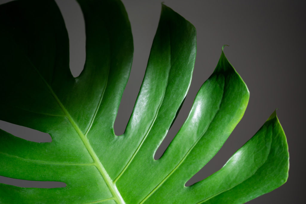 Monstera soorten Borsigiana