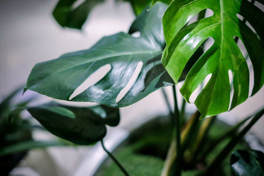 monstera soorten deliciosa