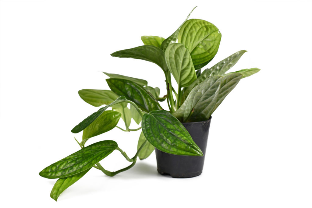 monstera soorten karstenianum