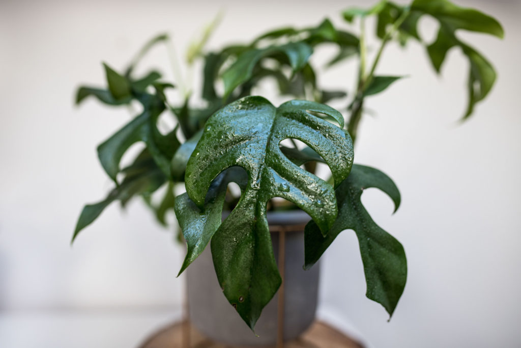 monstera soorten minima