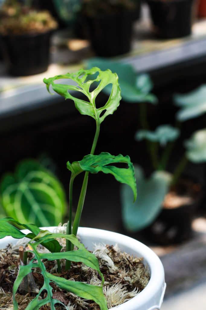monstera soorten obliqua