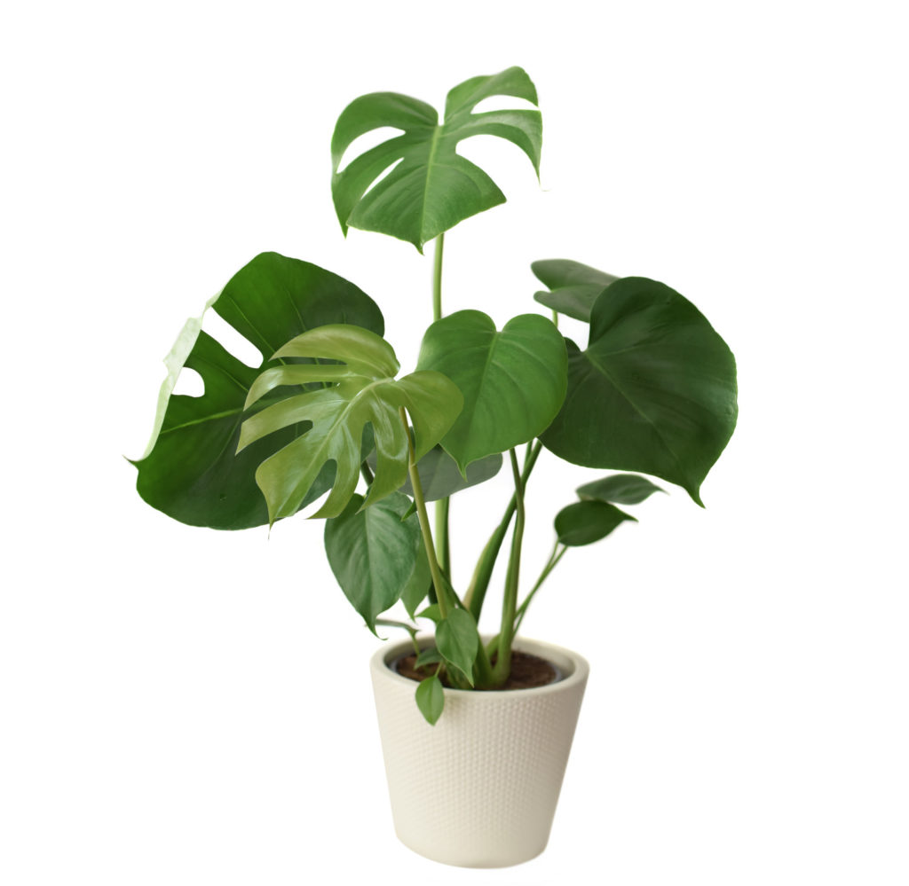 monstera soorten pertusum