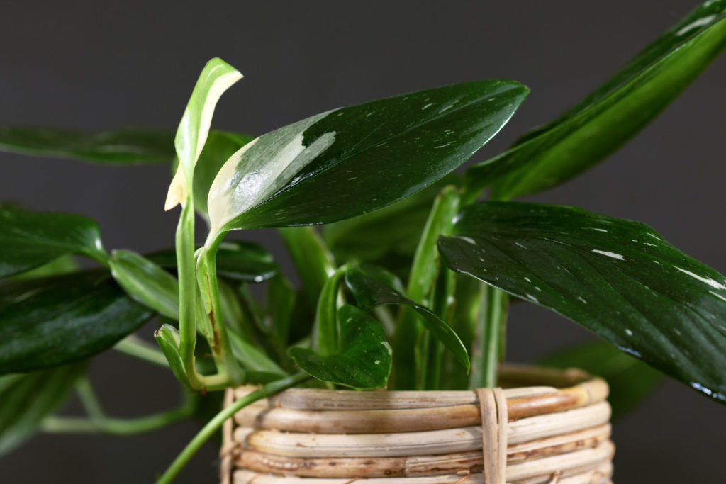 monstera soorten standleyana