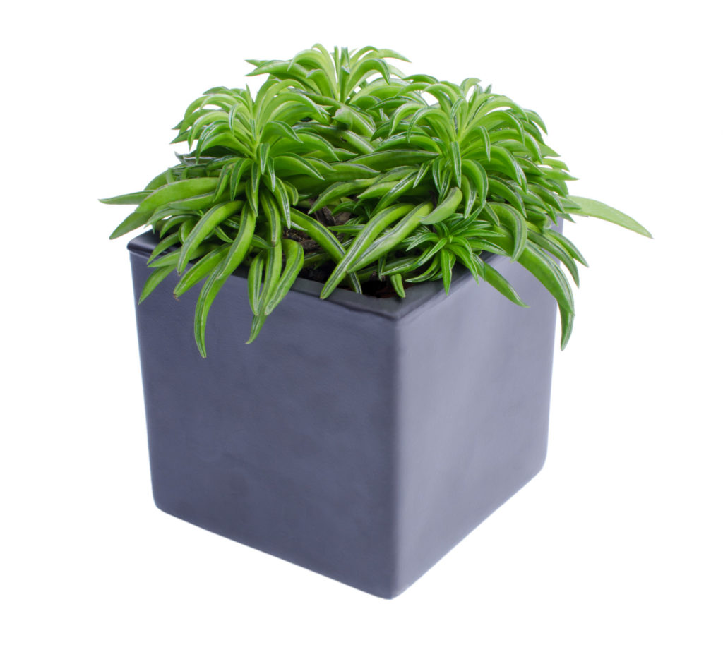 Peperomia amigo grün gespaltene glückliche Bohne