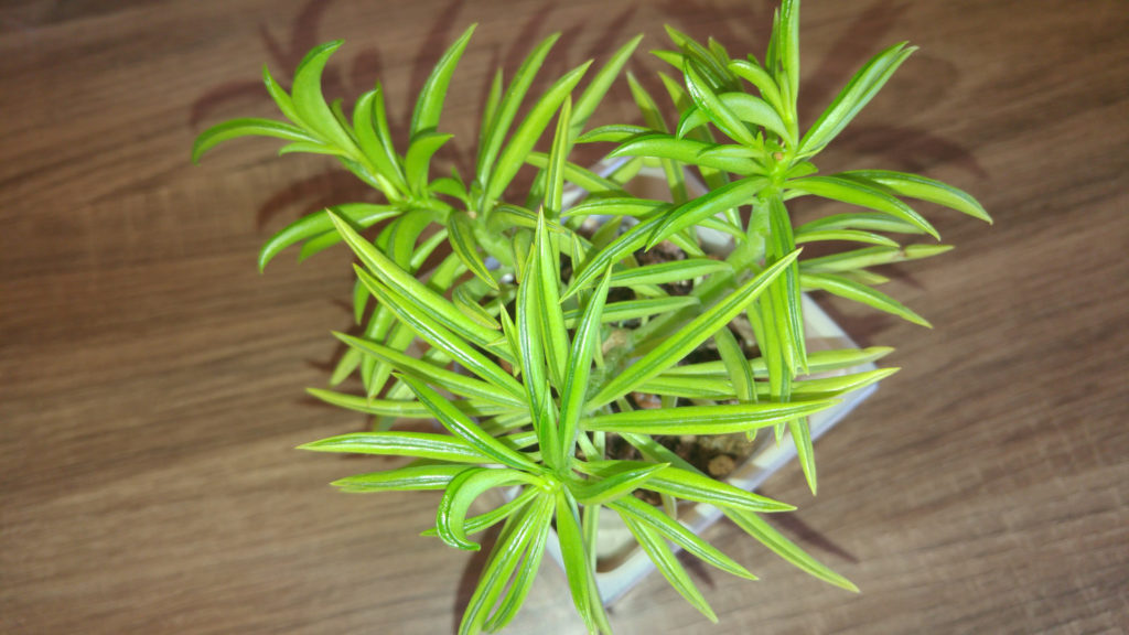 Peperomia happy bean von oben