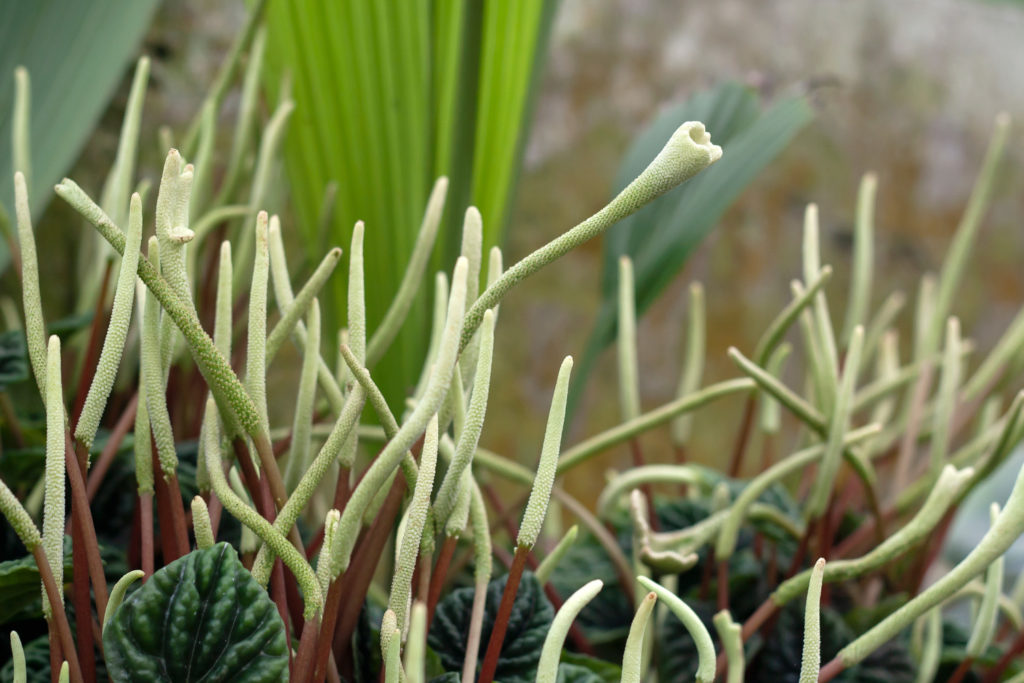 Blüten der Peperomia-Pflanze