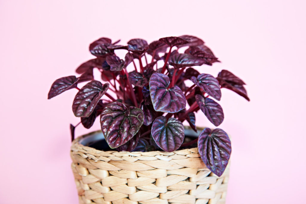 Peperomia caperata Red Luna