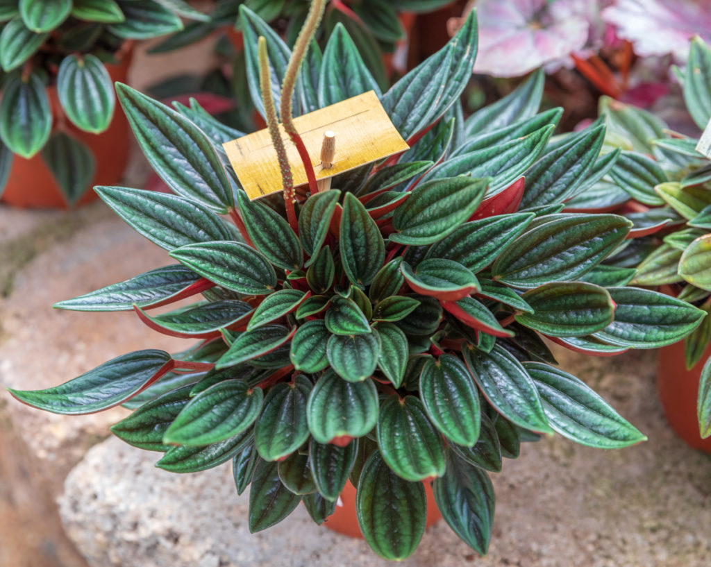 Peperomia rosso