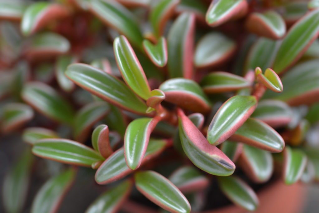Peperomia Graveolens