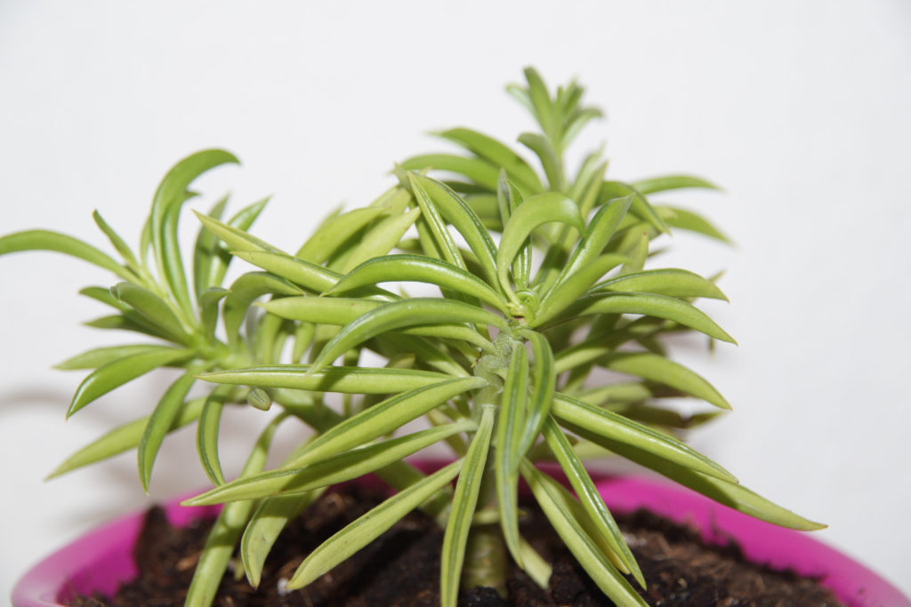 peperomia happy bean