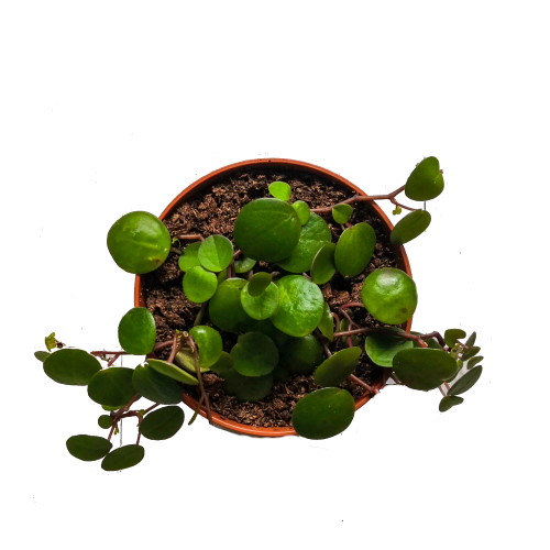 Peperomia-Pfefferfleck