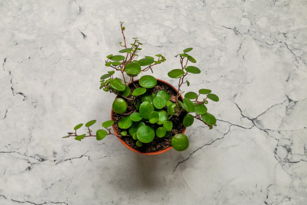 Peperomia Pepperspot