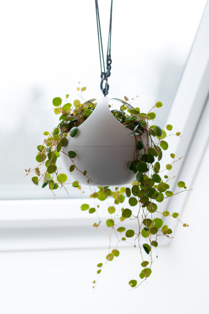 Peperomia pepperspot als Hängepflanze