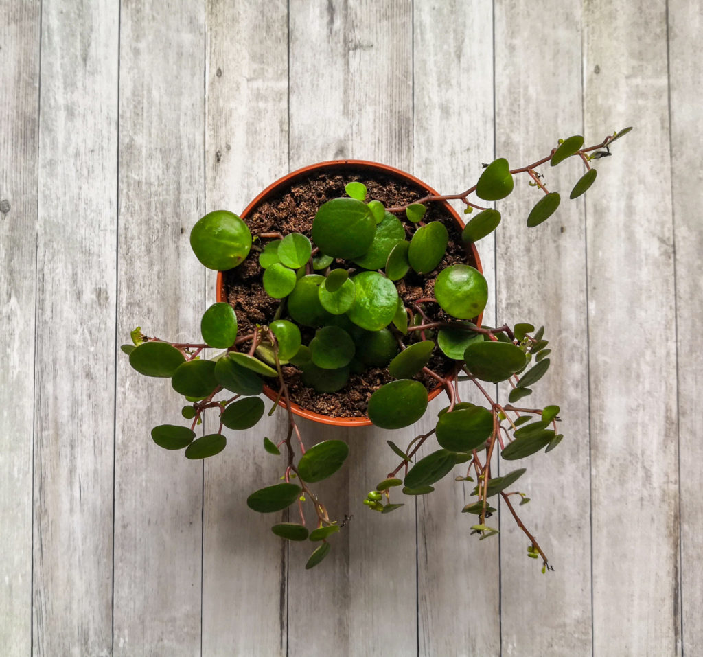 Pepperomia Pepperspot-Stecklinge