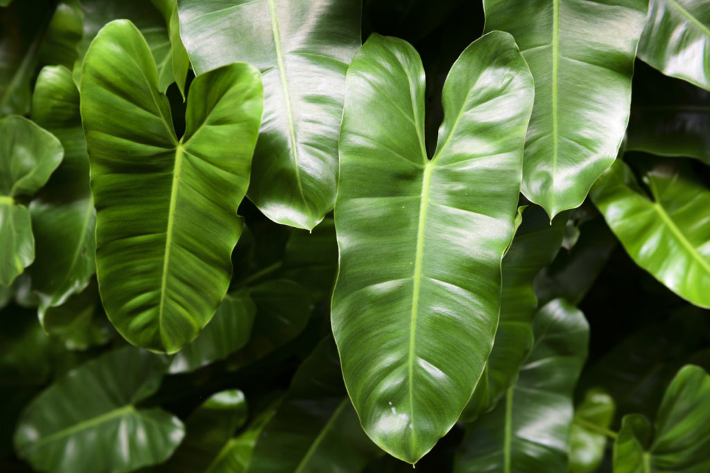 philodendron