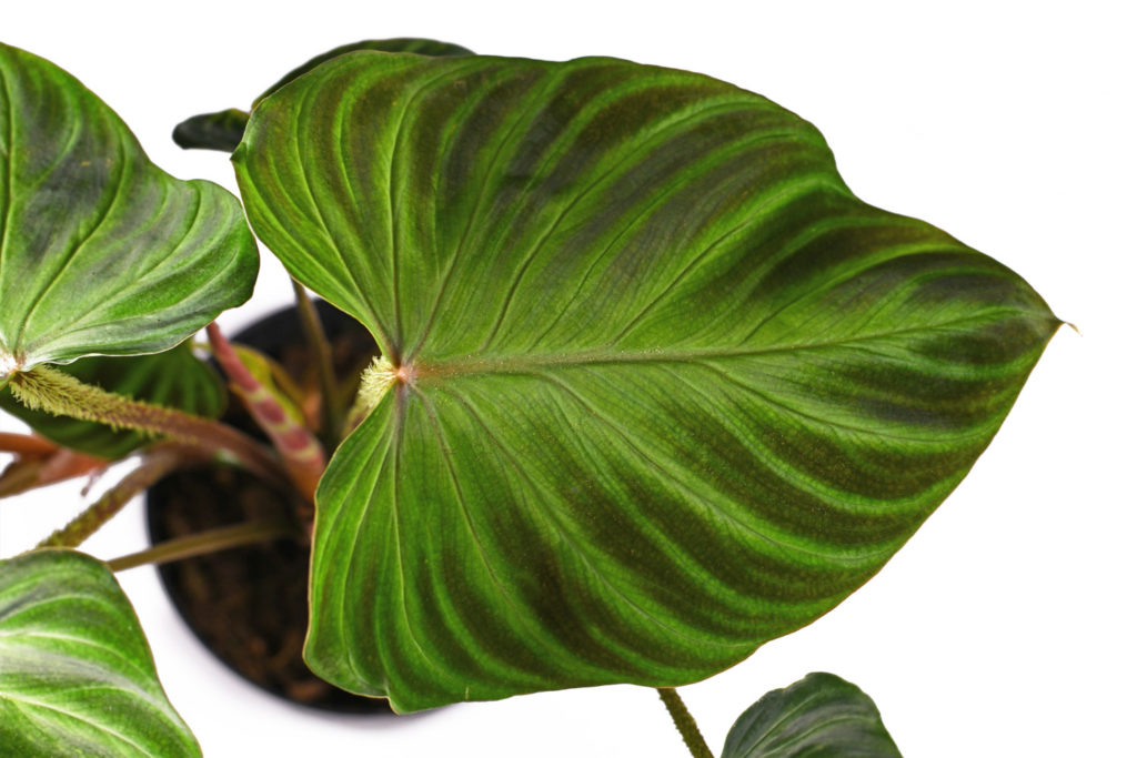 bovenkant blad philodendron