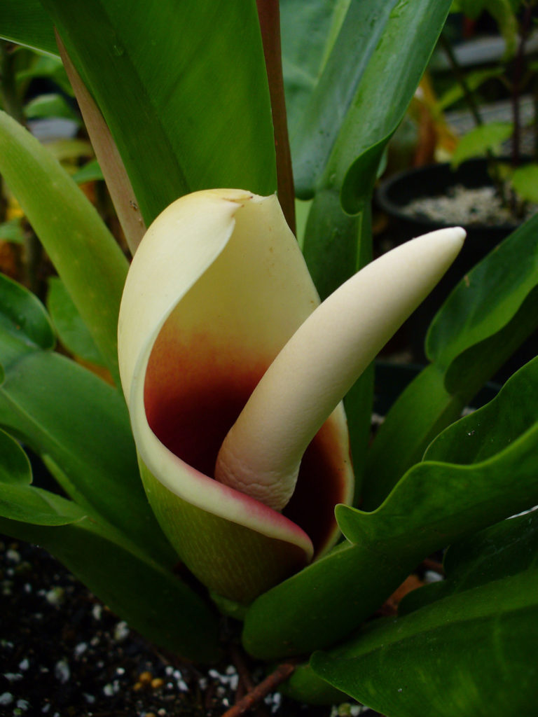 bloem van de philodendron