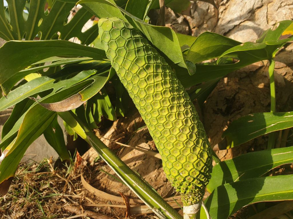 fruit aan de philodendron plant