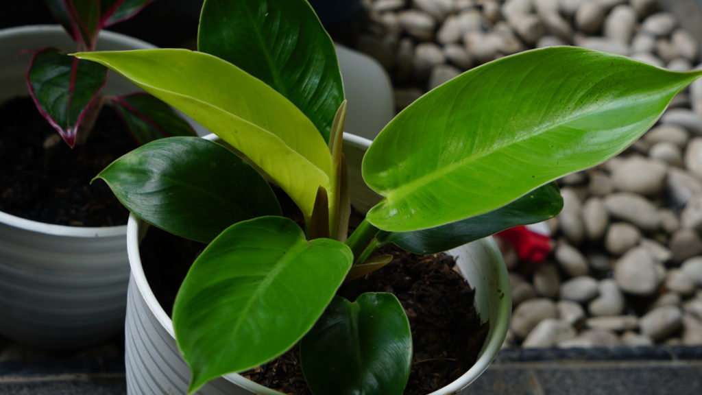 philodendron verzorging