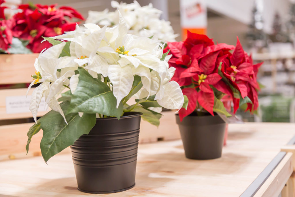 Poinsettia wit en rood