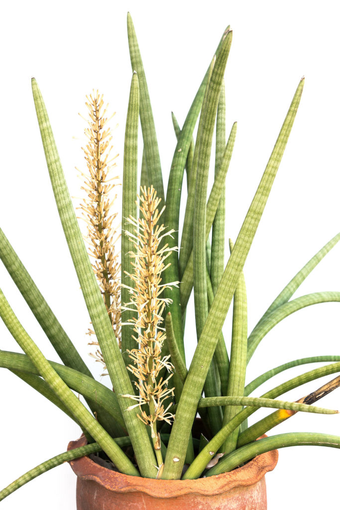 Bloem aan de Sansevieria Cylindrica