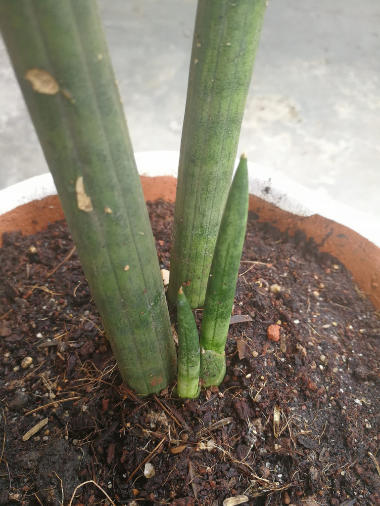 Sansevieria Cylindrica groeiwijze
