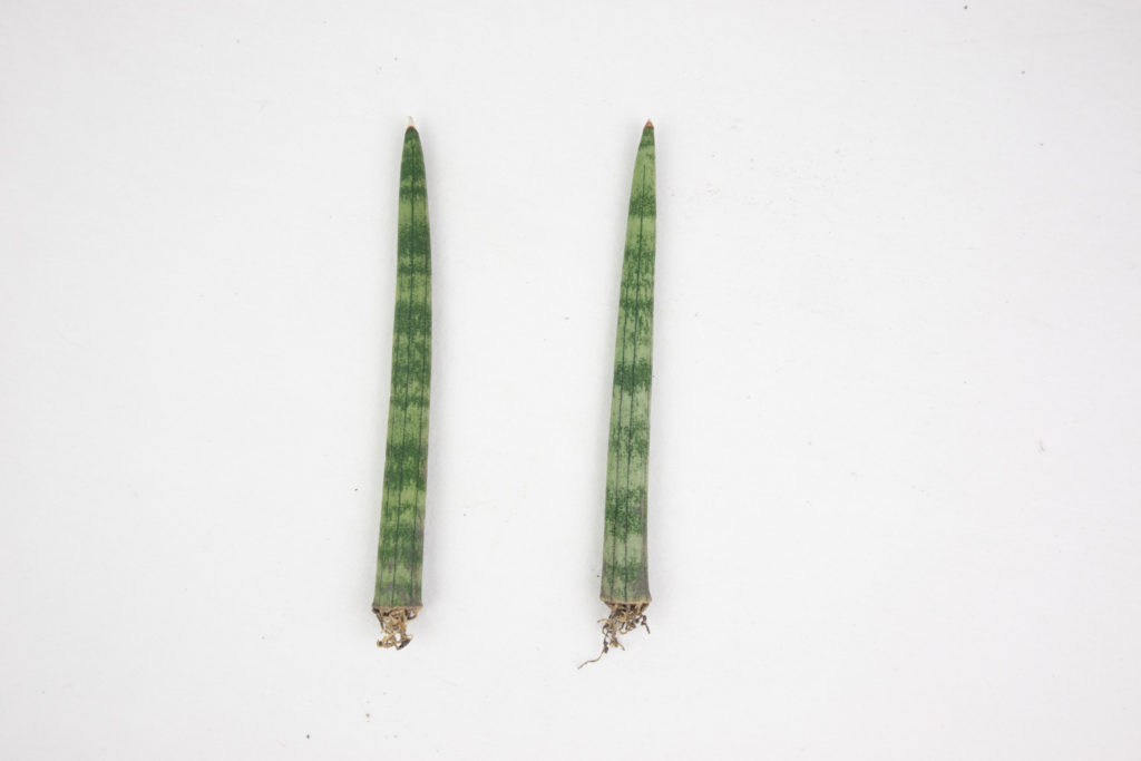 Sansevieria Cylindrica stekken