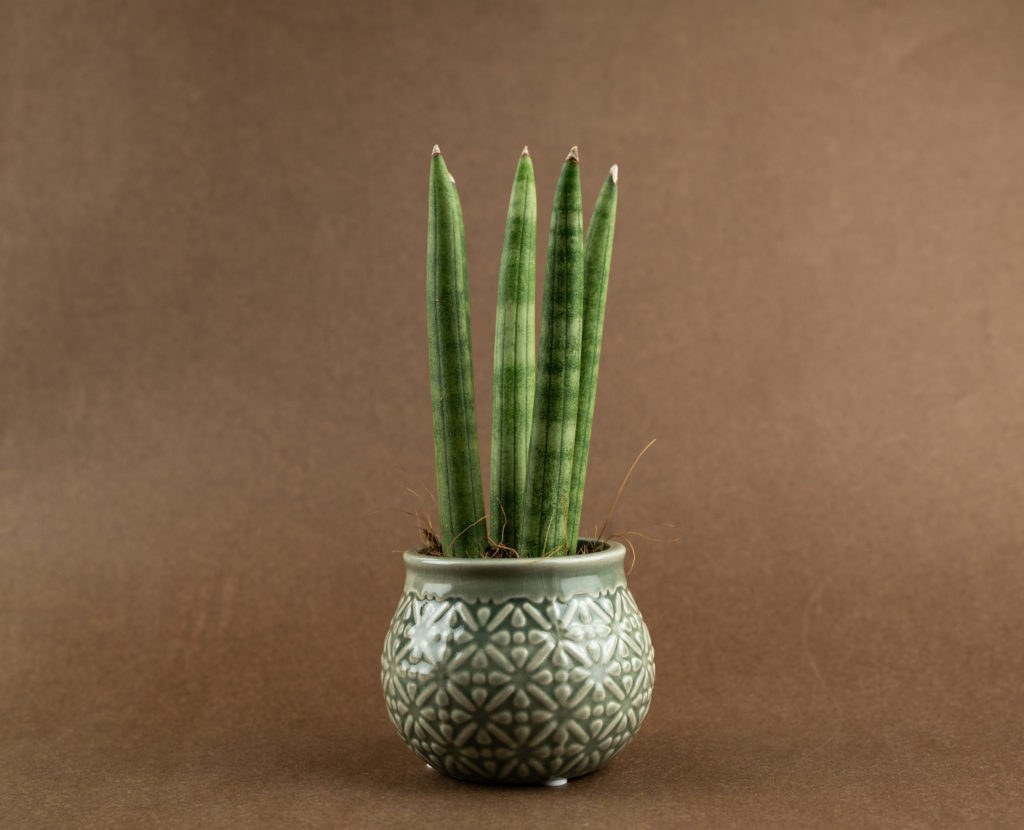 Sansevieria Cylindrica straight