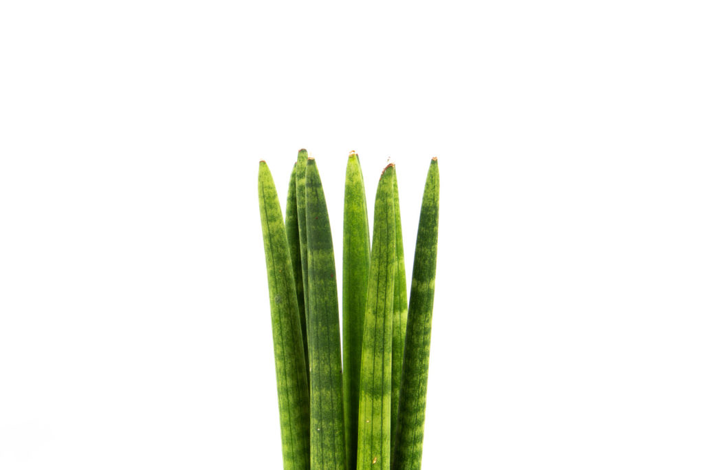Sansevieria Cylindrica verzorging