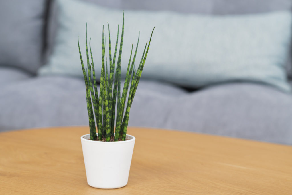 Sansevieria Fernwood Mikado