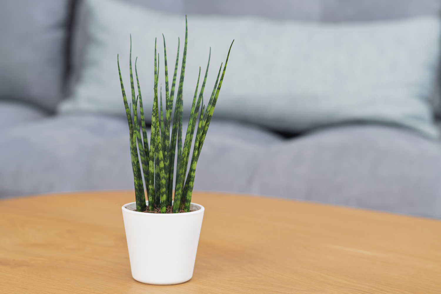 Sansevieria Fernwood Mikado
