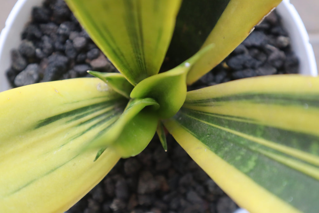 Sansevieria Golden Flame